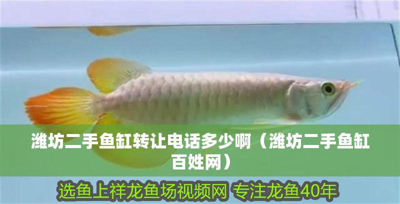 濰坊二手魚缸轉讓電話多少啊（濰坊二手魚缸百姓網）