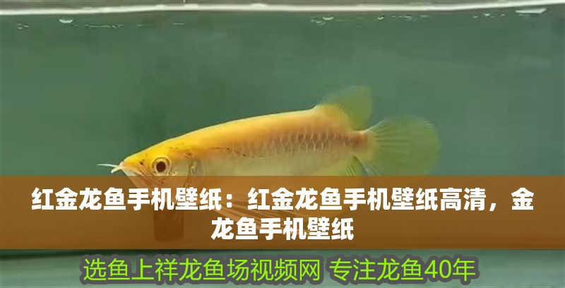 紅金龍魚手機壁紙:紅金龍魚手機壁紙高清,金龍魚手機壁紙 水族問答 紅金龍魚手機壁紙:紅金龍魚手機壁紙高清,金龍魚手機壁紙 紅金龍魚手機壁紙:紅金龍魚手機壁紙高清,金龍魚手機壁紙 水族問答