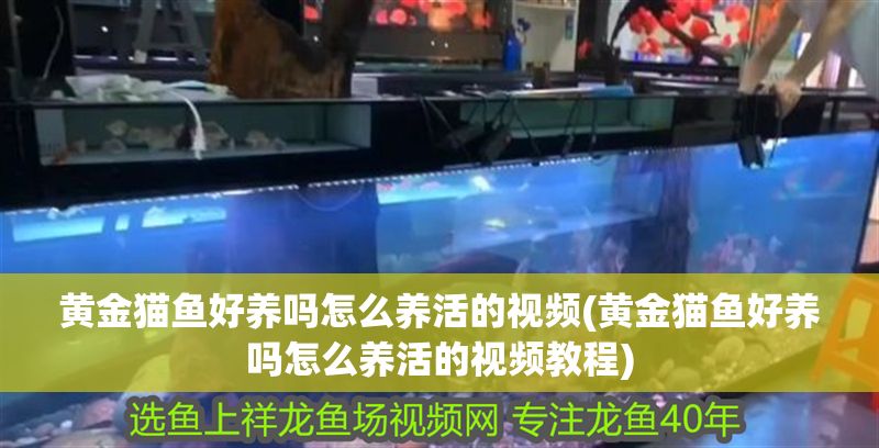 黃金貓魚好養嗎怎么養活的視頻(黃金貓魚好養嗎怎么養活的視頻教程) 黃金貓魚好養嗎怎么養活的視頻(黃金貓魚好養嗎怎么養活的視頻教程) 黃金貓魚百科 第1張