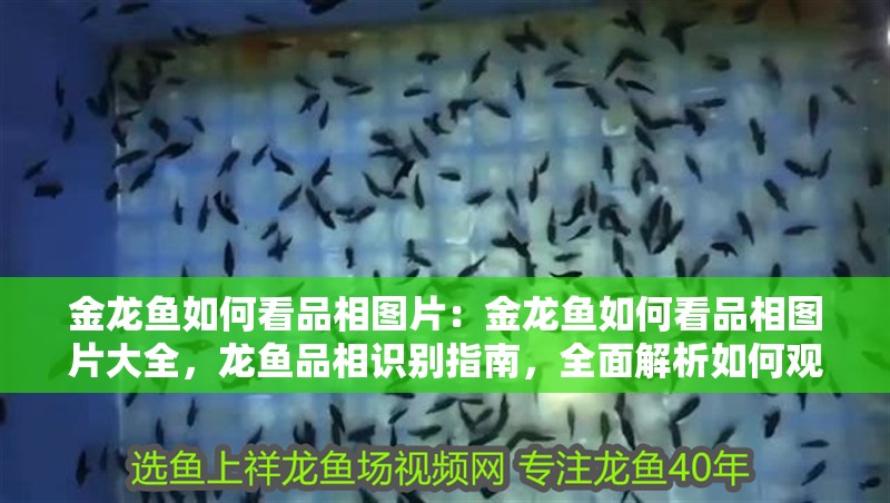 金龍魚如何看品相圖片：金龍魚如何看品相圖片大全，龍魚品相識別指南，全面解析如何觀察和評價金