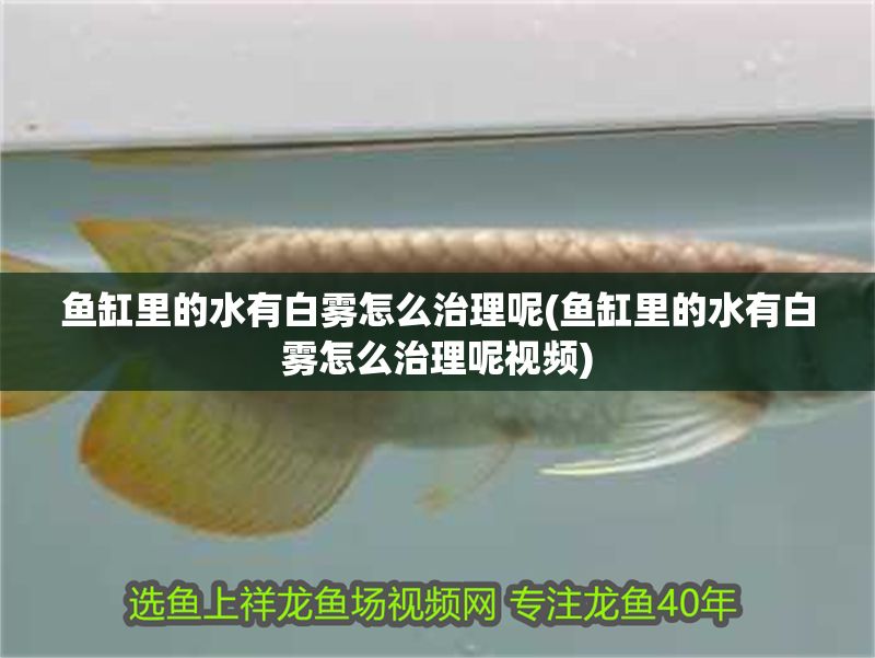 魚缸里的水有白霧怎么治理呢(魚缸里的水有白霧怎么治理呢視頻)