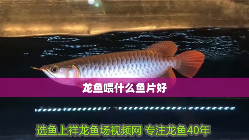 龍魚喂什么魚片好 龍魚喂什么魚片好 龍魚百科 第2張