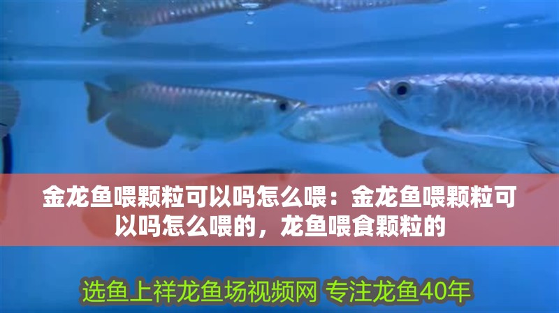 金龍魚喂顆?？梢詥嵩趺次梗航瘕堲~喂顆?？梢詥嵩趺次沟?，龍魚喂食顆粒的