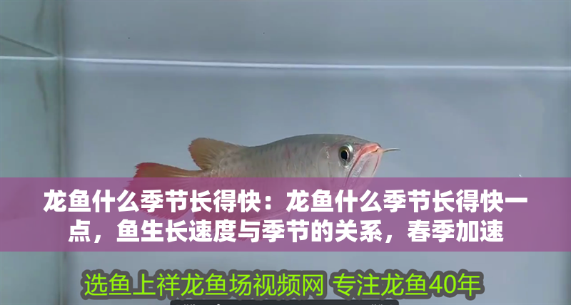 龍魚什么季節長得快：龍魚什么季節長得快一點，魚生長速度與季節的關系，春季加速