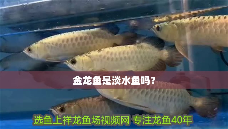 金龍魚是淡水魚嗎？