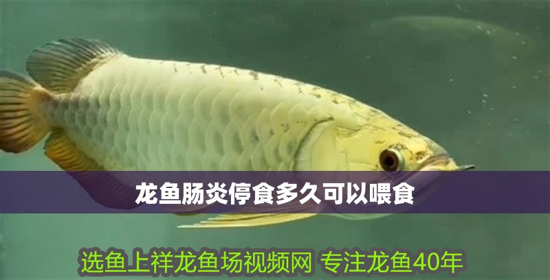龍魚腸炎停食多久可以喂食 龍魚百科 第2張 龍魚腸炎停食多久可以喂食 龍魚腸炎停食多久可以喂食 龍魚百科 第2張