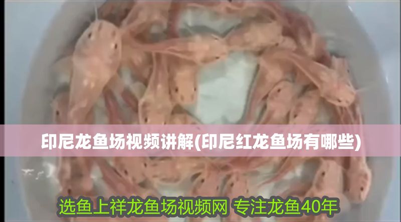 印尼龍魚場視頻講解(印尼紅龍魚場有哪些)