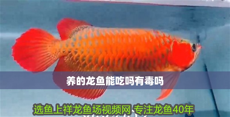養的龍魚能吃嗎有毒嗎 養的龍魚能吃嗎有毒嗎 龍魚百科 第2張