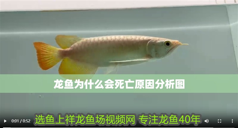 龍魚為什么會死亡原因分析圖 龍魚百科 第2張 龍魚為什么會死亡原因分析圖 龍魚為什么會死亡原因分析圖 龍魚百科 第2張
