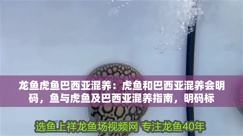 龍魚虎魚巴西亞混養：虎魚和巴西亞混養會明碼，魚與虎魚及巴西亞混養指南，明碼標 龍魚虎魚巴西亞混養：虎魚和巴西亞混養會明碼，魚與虎魚及巴西亞混養指南，明碼標 水族問答