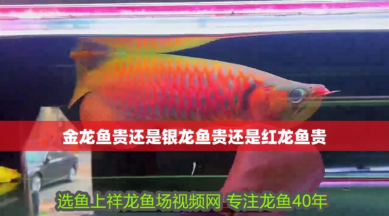 金龍魚貴還是銀龍魚貴還是紅龍魚貴