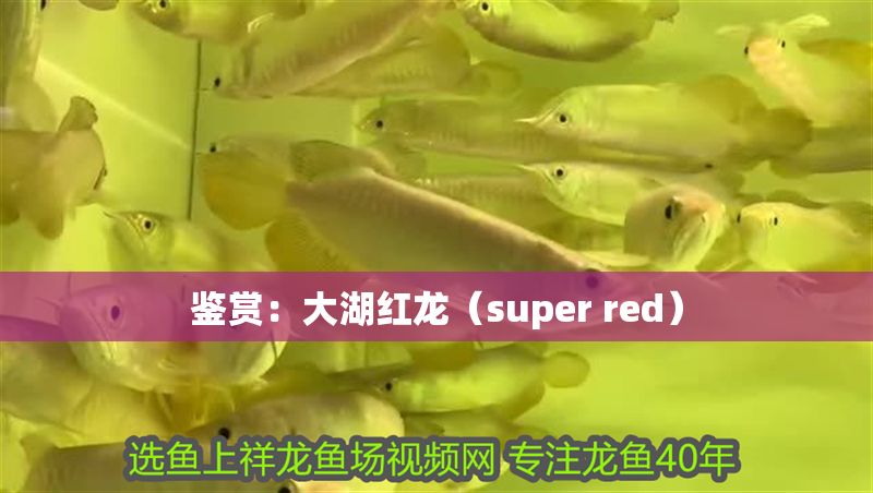 鑒賞：大湖紅龍（super red） 鑒賞：大湖紅龍（super red） 大湖紅龍魚百科 第2張
