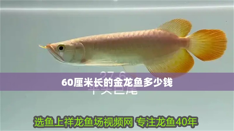 60厘米長(zhǎng)的金龍魚(yú)多少錢(qián)