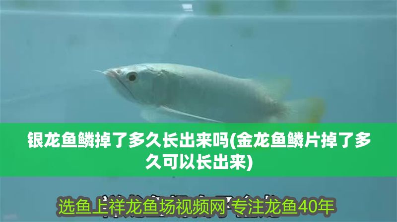 銀龍魚鱗掉了多久長出來嗎(金龍魚鱗片掉了多久可以長出來) 銀龍魚百科 第1張 銀龍魚鱗掉了多久長出來嗎(金龍魚鱗片掉了多久可以長出來) 銀龍魚鱗掉了多久長出來嗎(金龍魚鱗片掉了多久可以長出來) 銀龍魚百科 第1張