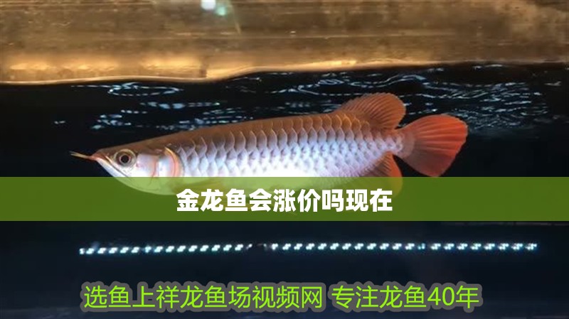 金龍魚會漲價嗎現在