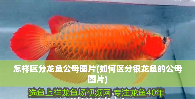 怎樣區分龍魚公母圖片(如何區分銀龍魚的公母圖片) 怎樣區分龍魚公母圖片(如何區分銀龍魚的公母圖片) 銀龍魚百科 第1張