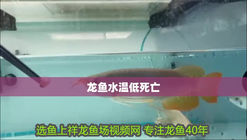 龍魚水溫低死亡