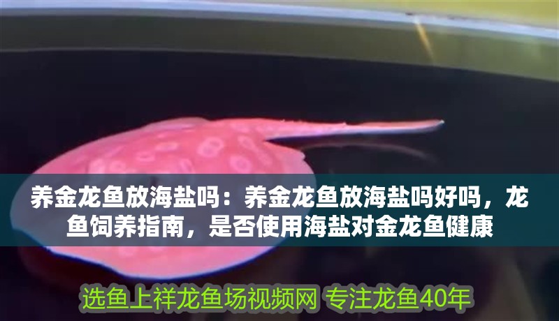 養金龍魚放海鹽嗎：養金龍魚放海鹽嗎好嗎，龍魚飼養指南，是否使用海鹽對金龍魚健康
