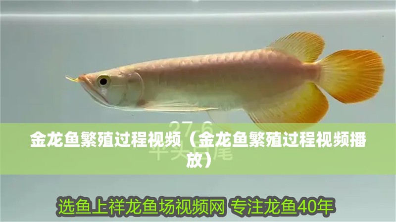 金龍魚繁殖過程視頻（金龍魚繁殖過程視頻播放）