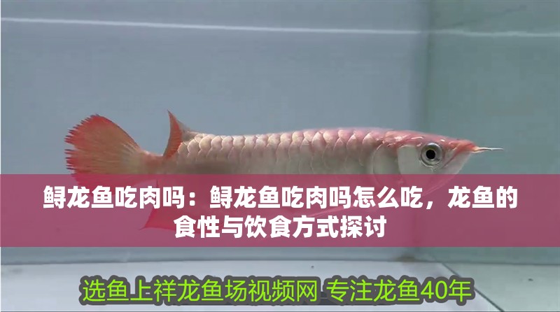 龍魚什么缸養最合適呢