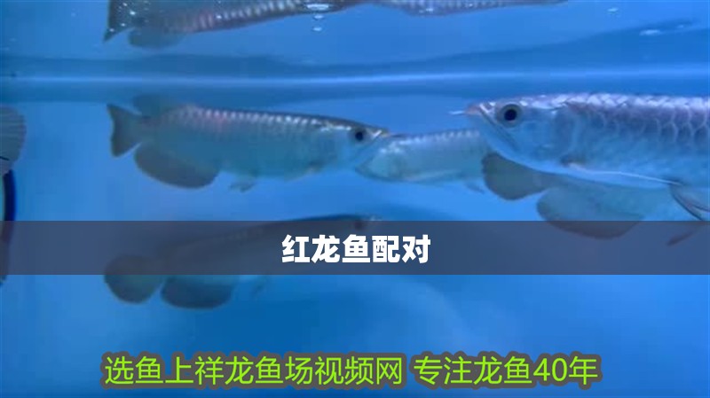 紅龍魚配對