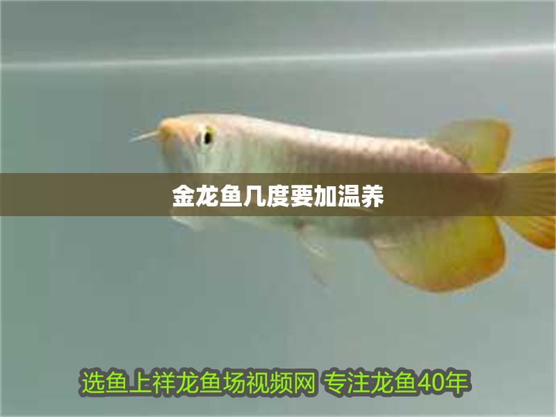 金龍魚幾度要加溫養
