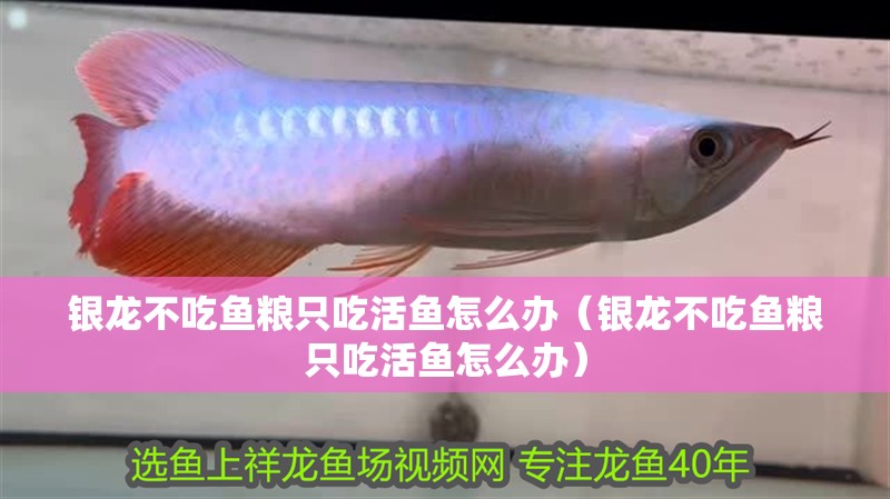 銀龍不吃魚糧只吃活魚怎么辦（銀龍不吃魚糧只吃活魚怎么辦）