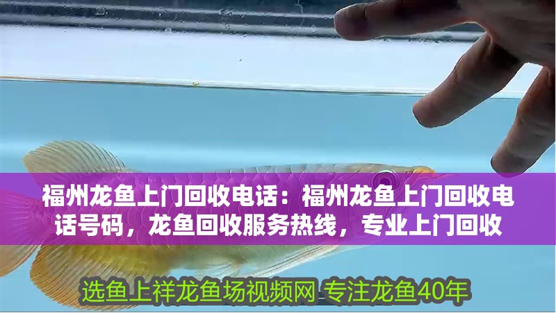福州龍魚上門回收電話：福州龍魚上門回收電話號(hào)碼，龍魚回收服務(wù)熱線，專業(yè)上門回收