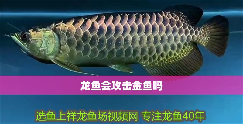 龍魚會攻擊金魚嗎 龍魚會攻擊金魚嗎 龍魚百科 第4張