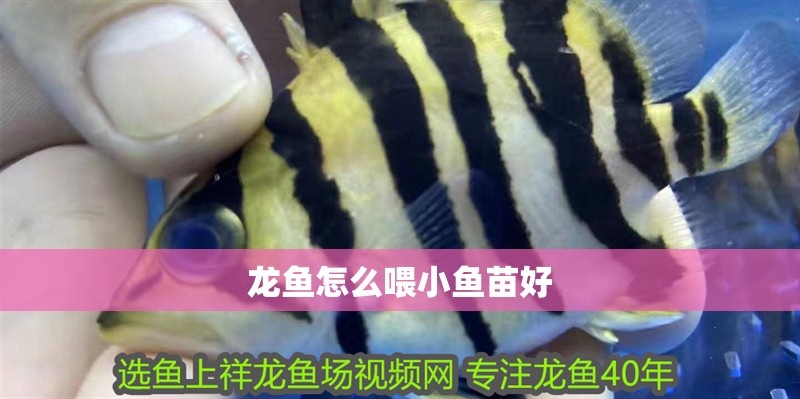 龍魚怎么喂小魚苗好