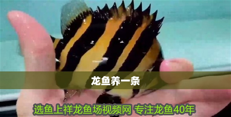 龍魚養(yǎng)一條