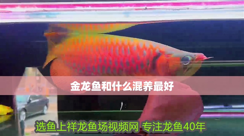 金龍魚和什么混養最好 龍魚百科 第4張 金龍魚和什么混養最好 金龍魚和什么混養最好 龍魚百科 第4張