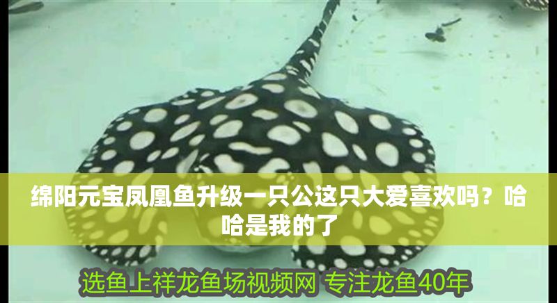 綿陽元寶鳳凰魚升級一只公這只大愛喜歡嗎？哈哈是我的了