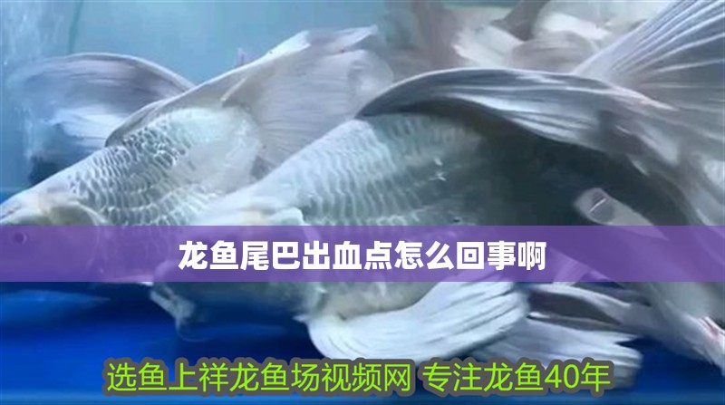 龍魚尾巴出血點怎么回事啊 龍魚百科 第2張 龍魚尾巴出血點怎么回事啊 龍魚尾巴出血點怎么回事啊 龍魚百科 第2張