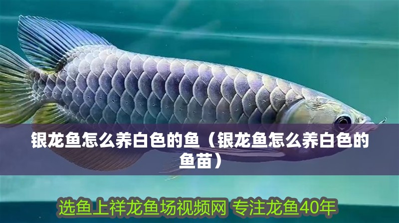 銀龍魚怎么養白色的魚（銀龍魚怎么養白色的魚苗）