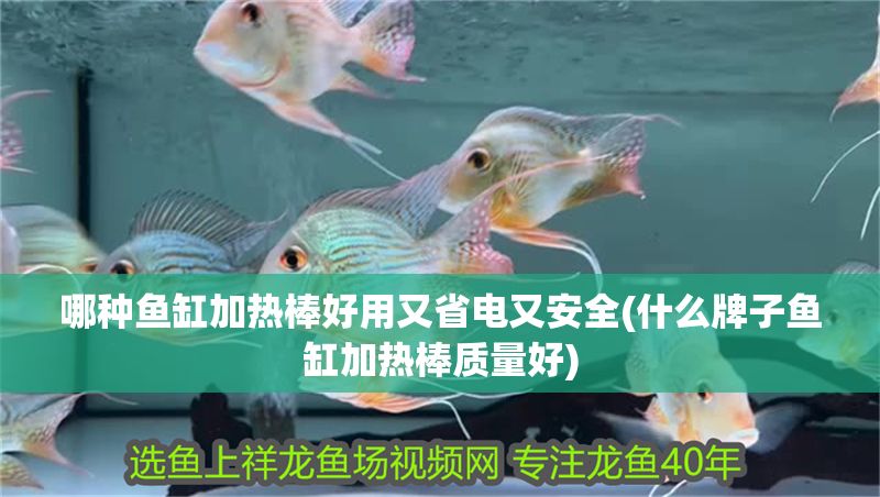 哪種魚缸加熱棒好用又省電又安全(什么牌子魚缸加熱棒質量好)