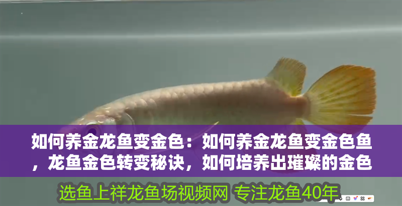如何養金龍魚變金色：如何養金龍魚變金色魚，龍魚金色轉變秘訣，如何培養出璀璨的金色金龍 如何養金龍魚變金色：如何養金龍魚變金色魚，龍魚金色轉變秘訣，如何培養出璀璨的金色金龍 水族問答