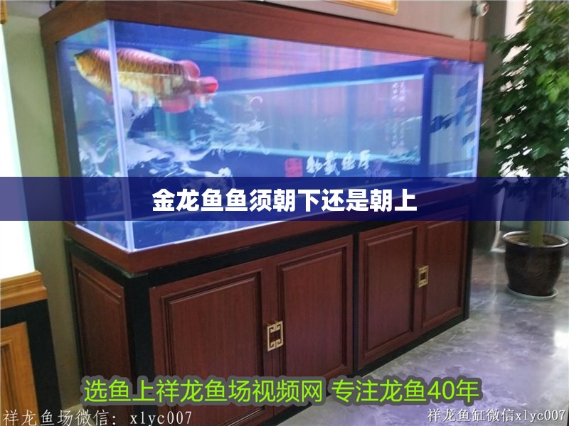 金龍魚魚須朝下還是朝上