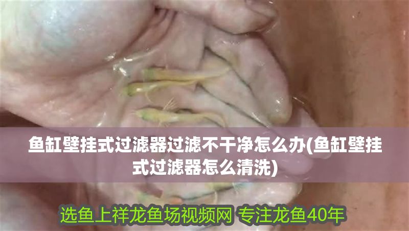 魚缸壁掛式過濾器過濾不干凈怎么辦(魚缸壁掛式過濾器怎么清洗)