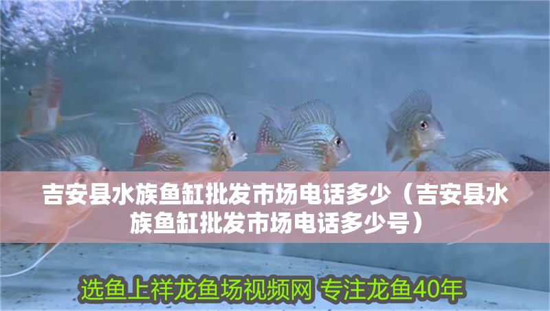 吉安縣水族魚缸批發市場電話多少（吉安縣水族魚缸批發市場電話多少號）