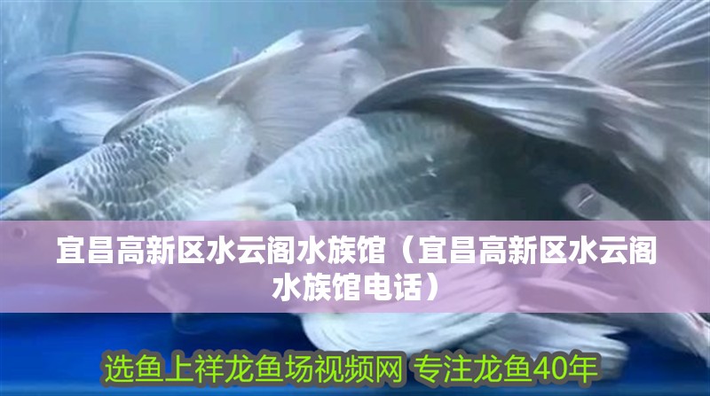 宜昌高新區(qū)水云閣水族館（宜昌高新區(qū)水云閣水族館電話） 宜昌高新區(qū)水云閣水族館（宜昌高新區(qū)水云閣水族館電話） 全國(guó)水族館企業(yè)名錄 第2張