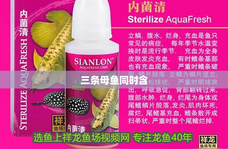 三條母魚同時含 三條母魚同時含 紅龍魚百科 第2張