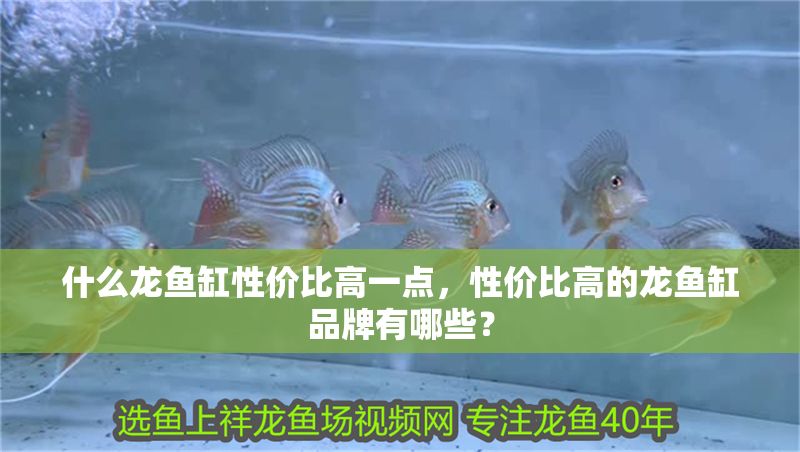 什么龍魚缸性價比高一點，性價比高的龍魚缸品牌有哪些？