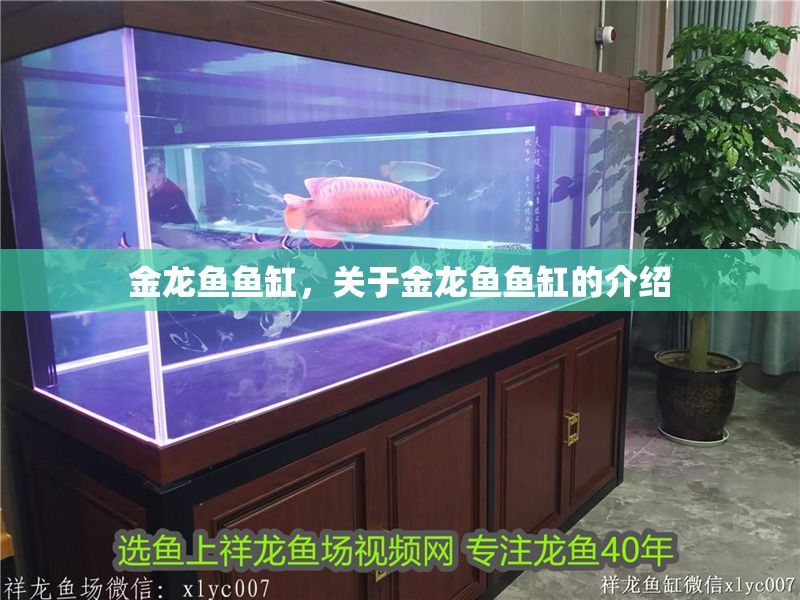 金龍魚魚缸，關于金龍魚魚缸的介紹