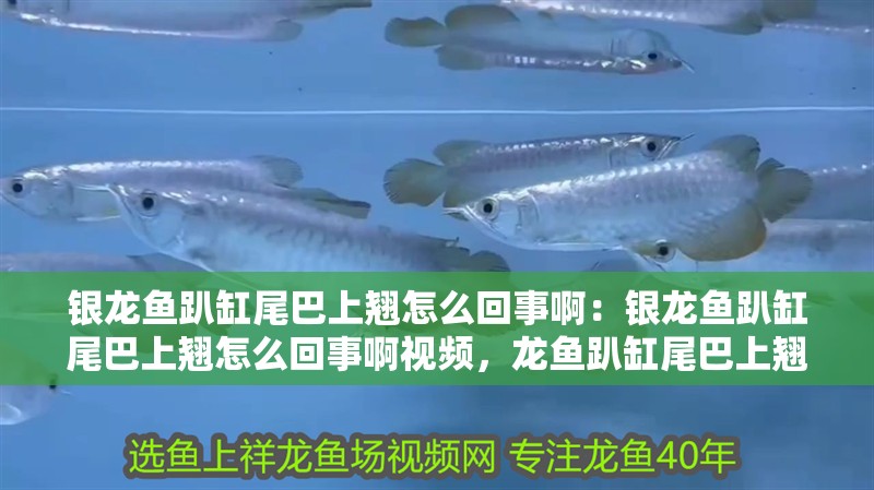銀龍魚趴缸尾巴上翹怎么回事啊：銀龍魚趴缸尾巴上翹怎么回事啊視頻，龍魚趴缸尾巴上翹的原因及