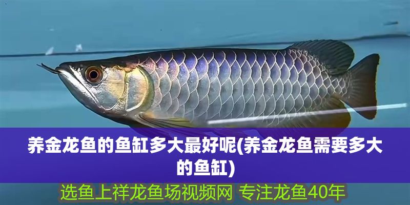 養(yǎng)金龍魚的魚缸多大最好呢(養(yǎng)金龍魚需要多大的魚缸) 養(yǎng)金龍魚的魚缸多大最好呢(養(yǎng)金龍魚需要多大的魚缸) 黃金貓魚百科 第1張