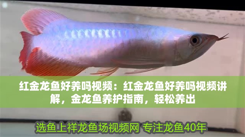 紅金龍魚好養嗎視頻：紅金龍魚好養嗎視頻講解，金龍魚養護指南，輕松養出