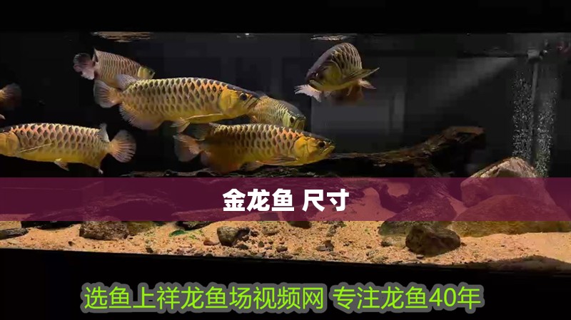 金龍魚 尺寸