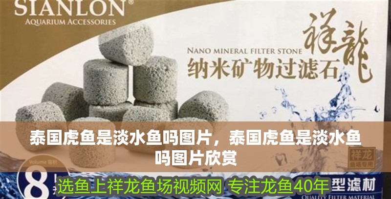 泰國虎魚是淡水魚嗎圖片，泰國虎魚是淡水魚嗎圖片欣賞