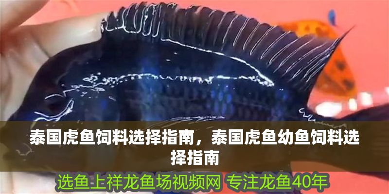 泰國虎魚飼料選擇指南，泰國虎魚幼魚飼料選擇指南